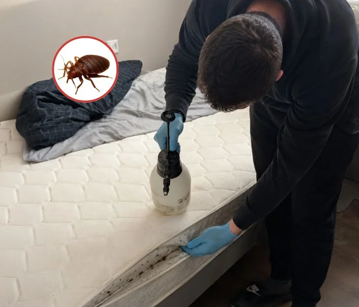 Technicien traitant un matelas contre les punaises de lit à Bois-Colombes